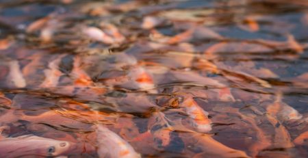Fish tank filled with Koi