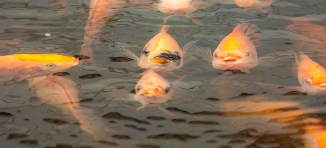 Tilapia in Aquaponics