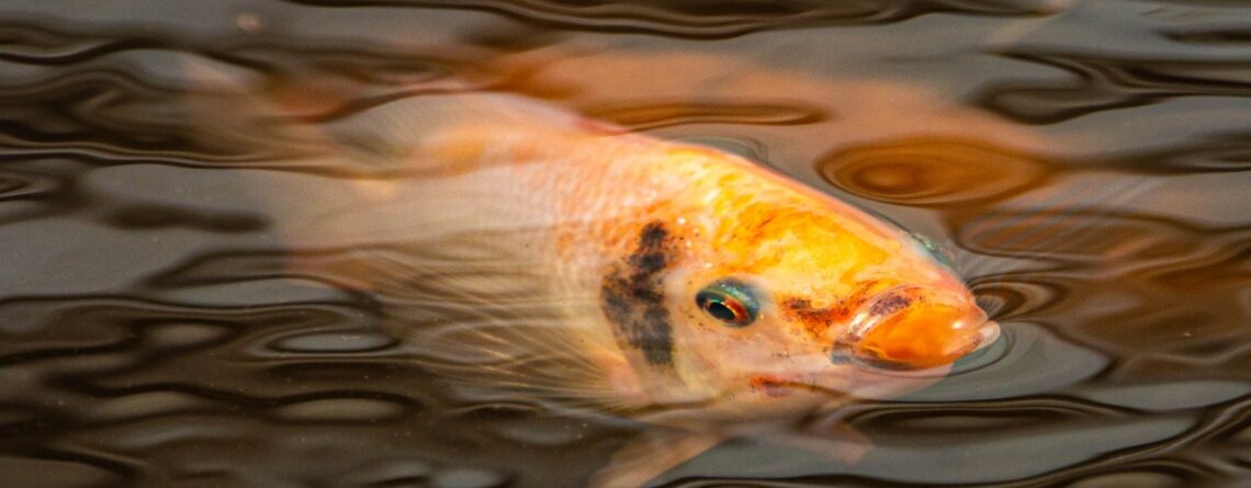 Tilapia in Aquaponics