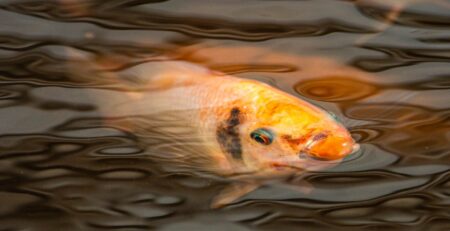 Tilapia in Aquaponics