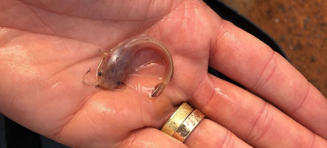 Baby Catfish in Aquaponics