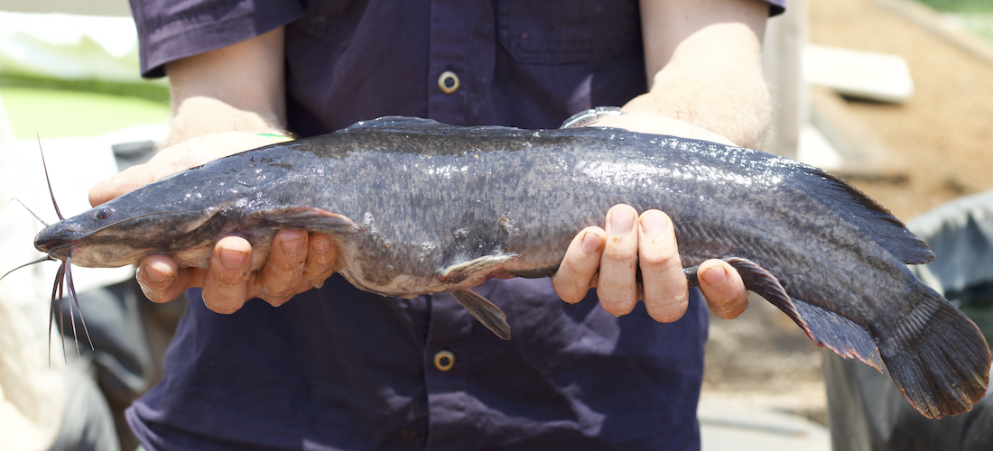 Catfish in Aquaponics