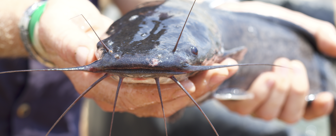 Catfish in Aquaponics
