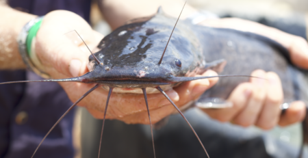 Catfish in Aquaponics