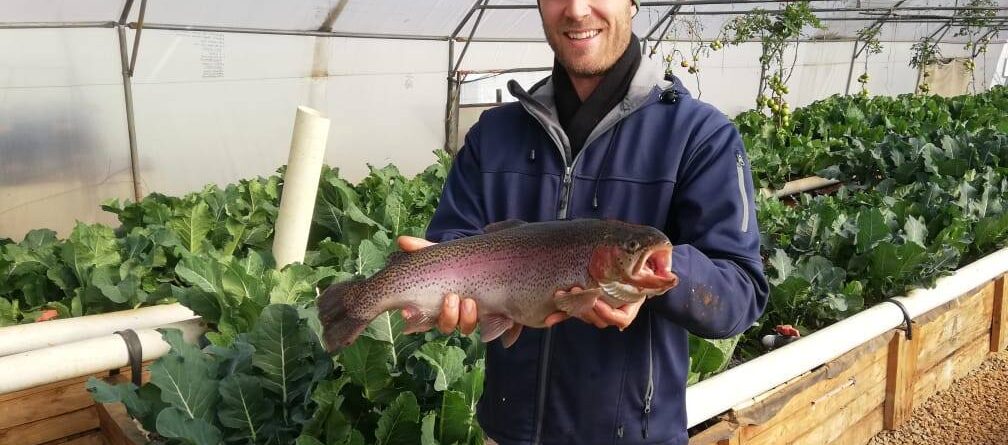 Trout in Aquaponics