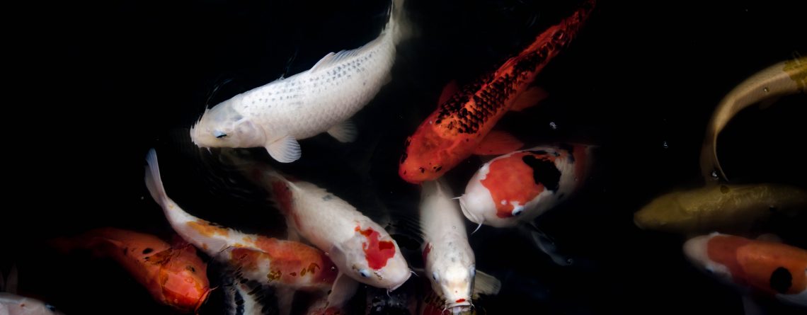 Koi in a fish tank