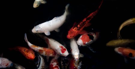 Koi in a fish tank