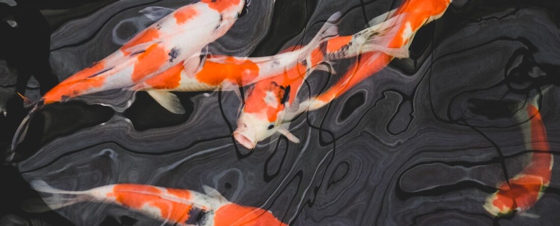 Koi/Carp in Aquaponics