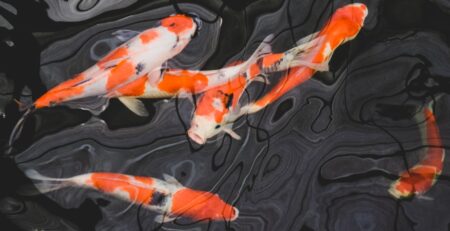 Koi/Carp in Aquaponics