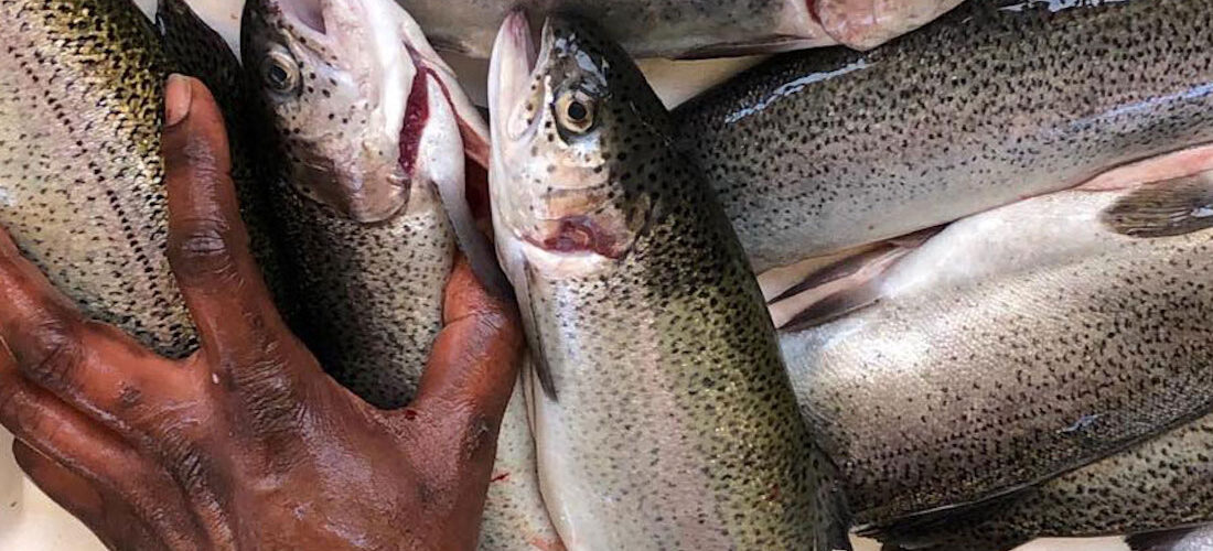 Rainbow Trout in Aquaponics