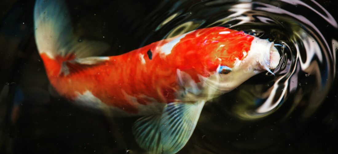 Koi in Aquaponics