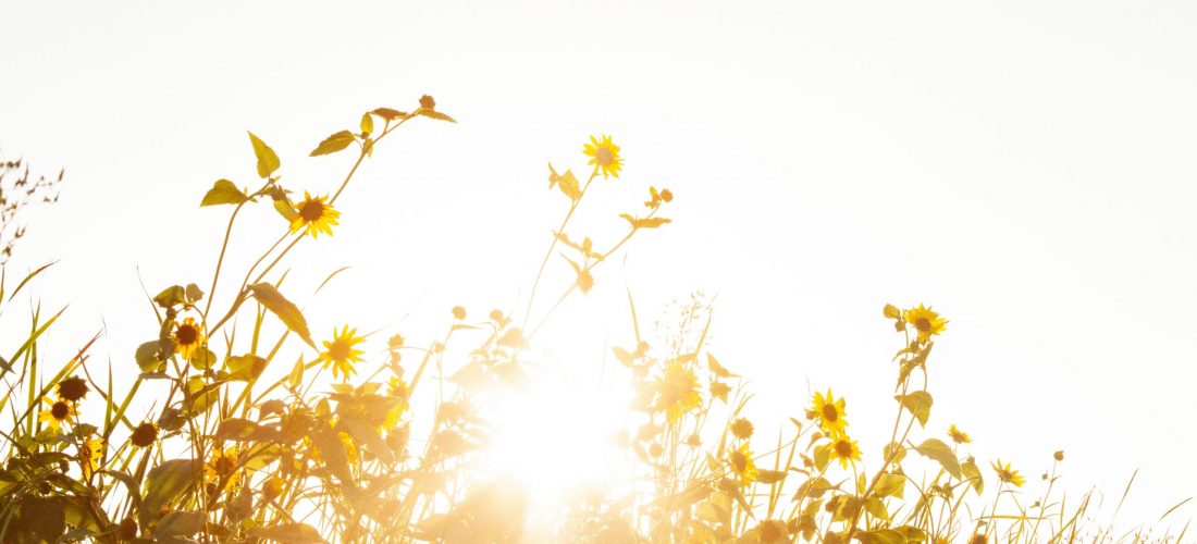 Sunlight streaming through plants