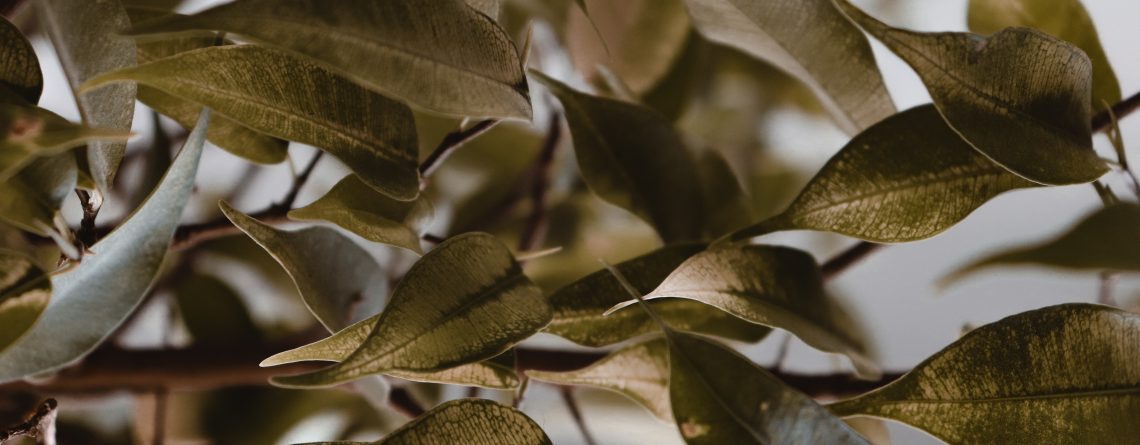 Diseased Plants