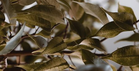 Diseased Plants