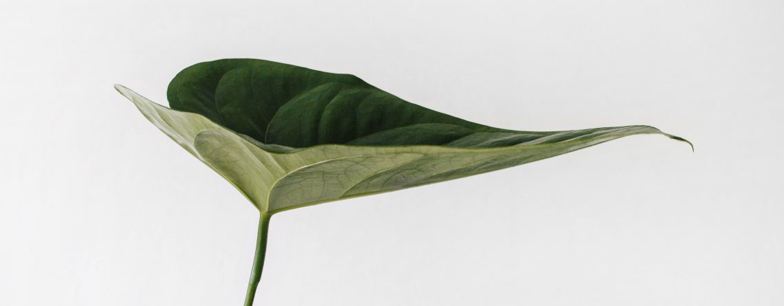 A green leaf against a white background