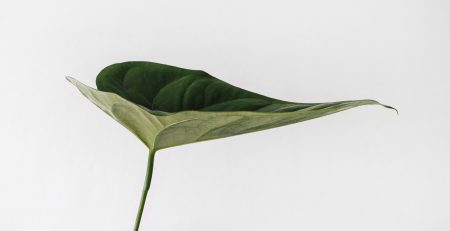 A green leaf against a white background