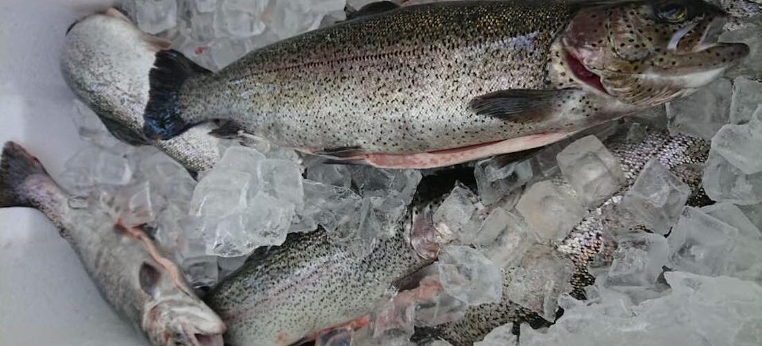 Trout in Aquaponics