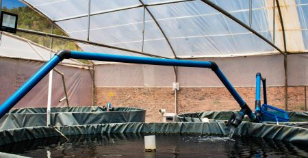 Cooling Shower for Temperature Management in Aquaponics