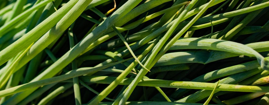 Spring Onion