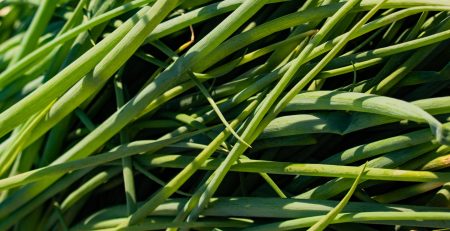 Spring Onion