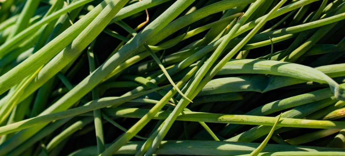 Spring Onion