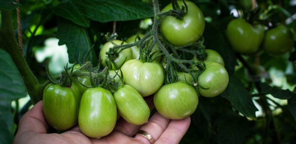 a hand holding a tomato plant for inspections