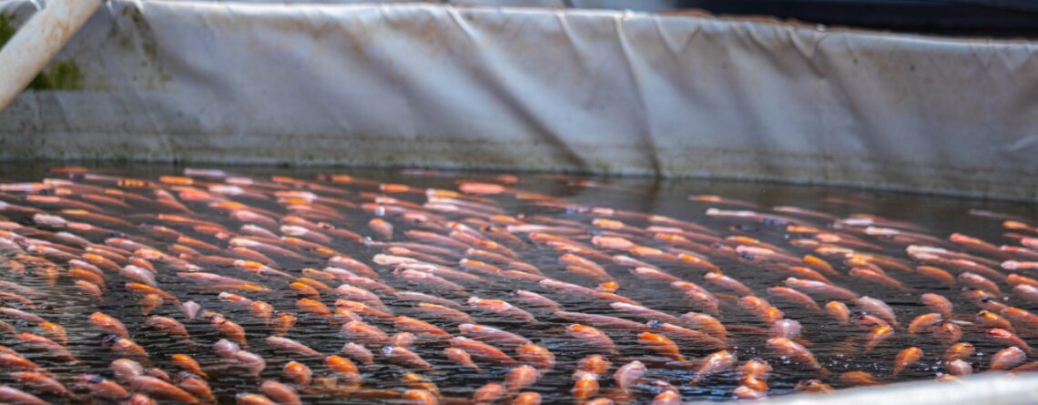 Tilapia in a tank for stocking density in aquaponics