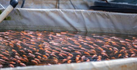 Tilapia in a tank for stocking density in aquaponics
