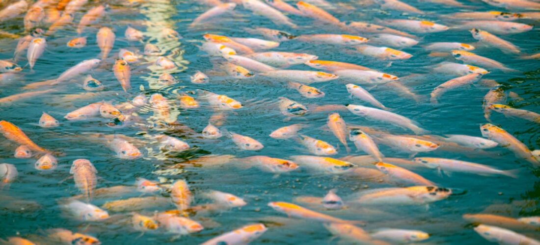 Stocking Density of Tilapia in a fish tank