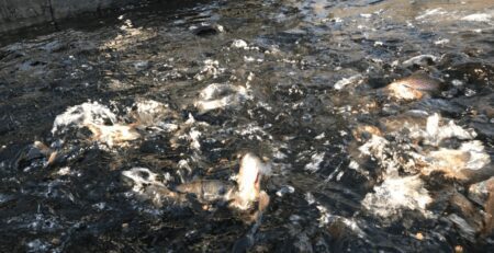 Fish in an Aquaponics System