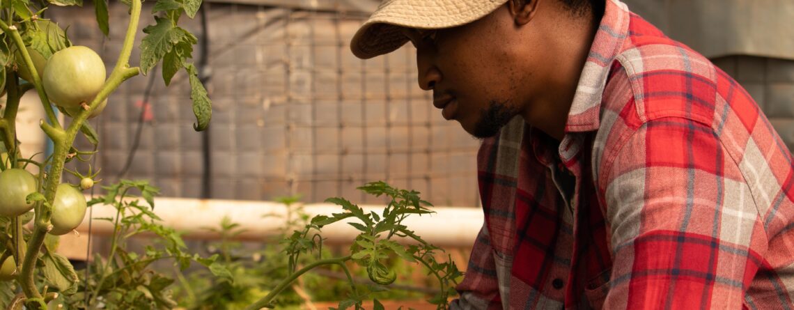 A man trellising and pruning a tomato plant