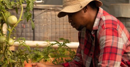 A man trellising and pruning a tomato plant