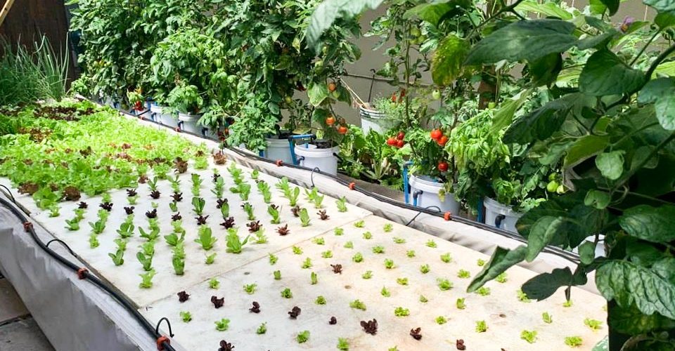 A DWC Setup with different stages of plant growth