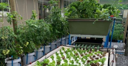 Home Aquaponics System Filled with Lettuce and Other plants
