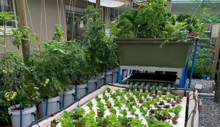 Home Aquaponics System Filled with Lettuce and Other plants