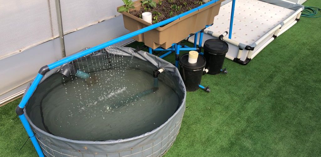 Home System From Ichthys Aquaponics
