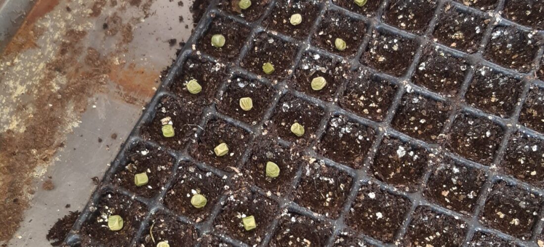 Hand planting seeds in a seedling tray
