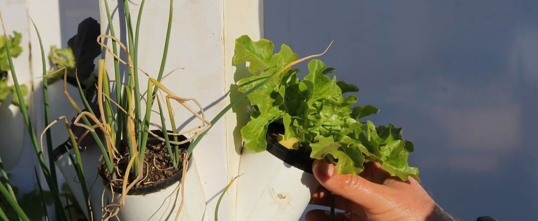 HiGrow Tower with a lettuce plant inside
