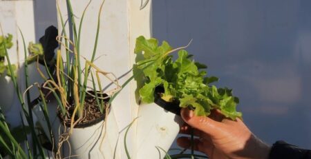 HiGrow Tower with a lettuce plant inside