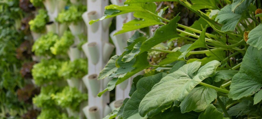 Rows of green planted planted in a HiGrow Tower from Ichthys Aquaponics