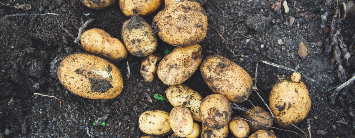 Potatoes that have just been dug up and are lying in soil