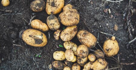 Potatoes that have just been dug up and are lying in soil