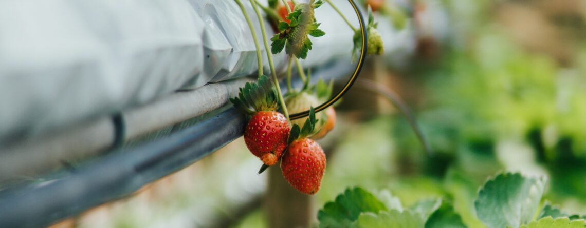 Strawberries growing in a nutrient film technique aquaponics system