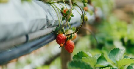 Strawberries growing in a nutrient film technique aquaponics system