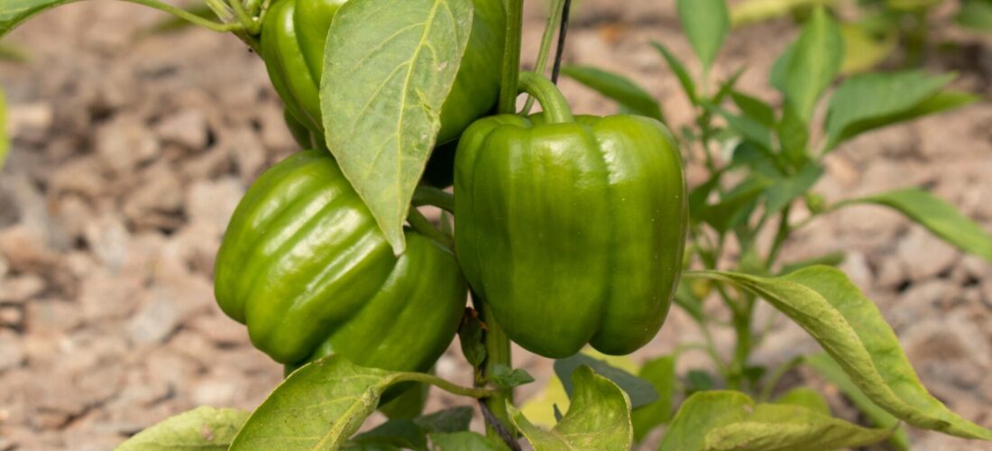 Peppers in a Media Bed in an Aquaponics System