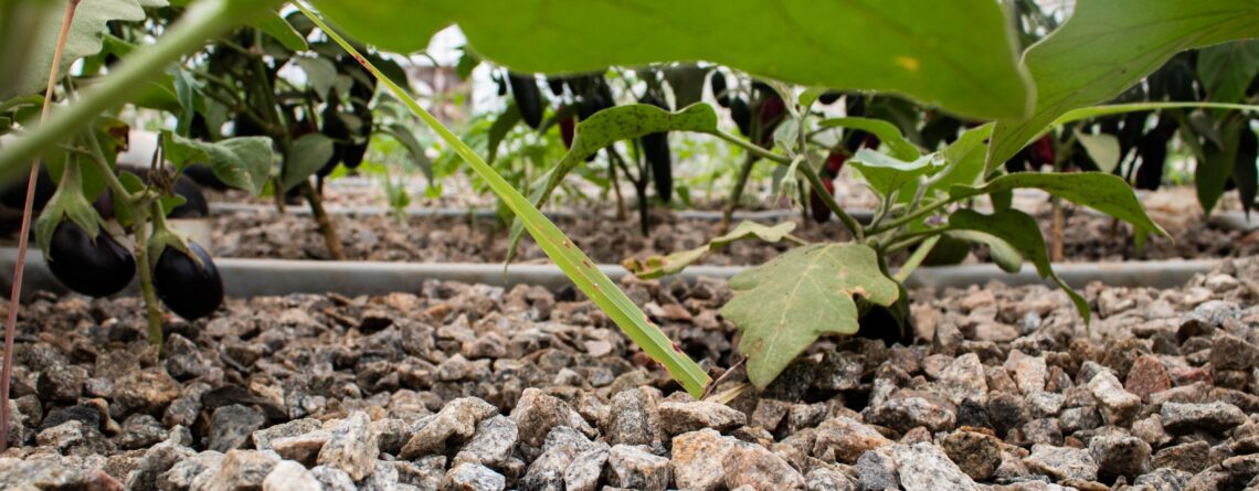 Grow Media in a Media Bed In an Aquaponics System with some green plants in the background.