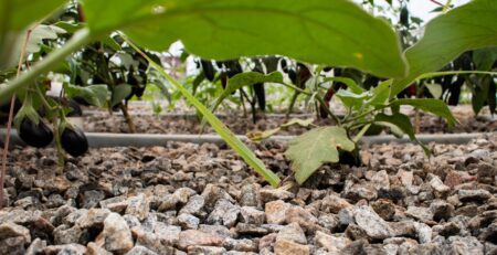 Grow Media in a Media Bed In an Aquaponics System with some green plants in the background.