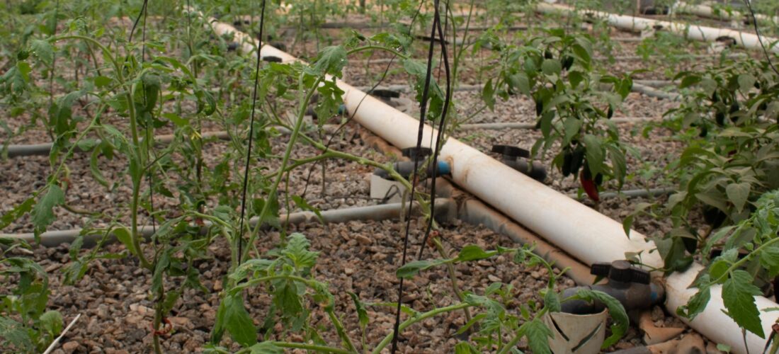 Trellising in a grow media bed in an Aquaponics System