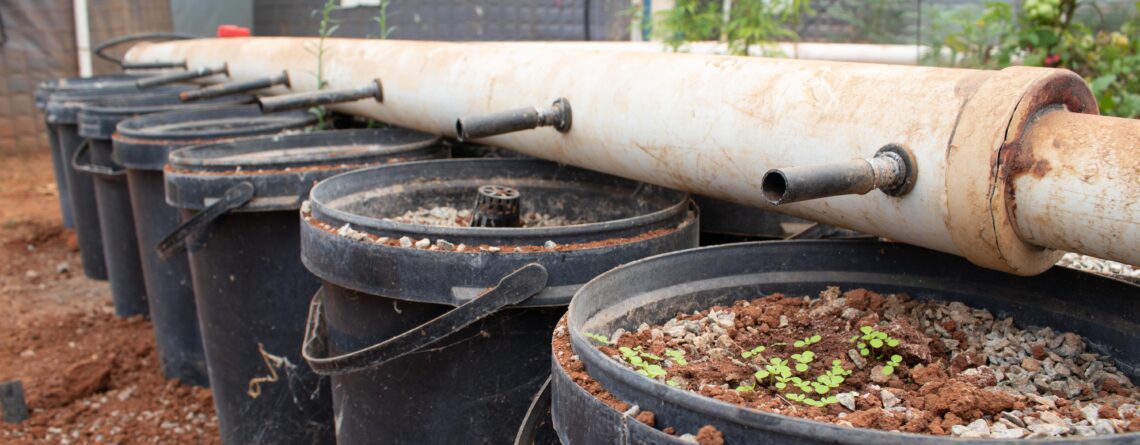 Dutch Buckets in an Aquaponics System