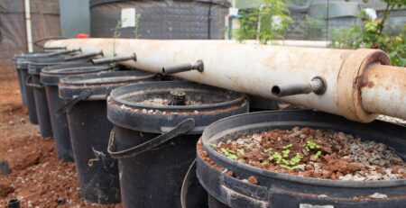 Dutch Buckets in an Aquaponics System
